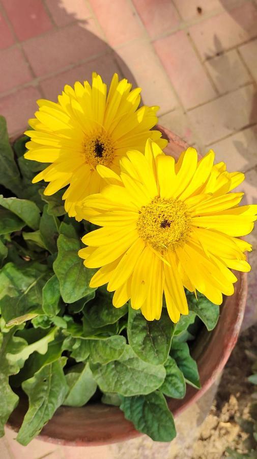 Upasana Eco Resort Bolpur Luaran gambar